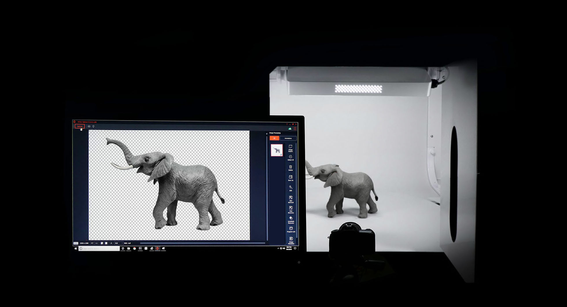 elephant-ortery-top-light-advantages-contrast- elephant-ortery-top-light-advantages-contrast-